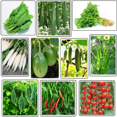 Free Vegetable Seeds - Free Delivery | Hi Mango